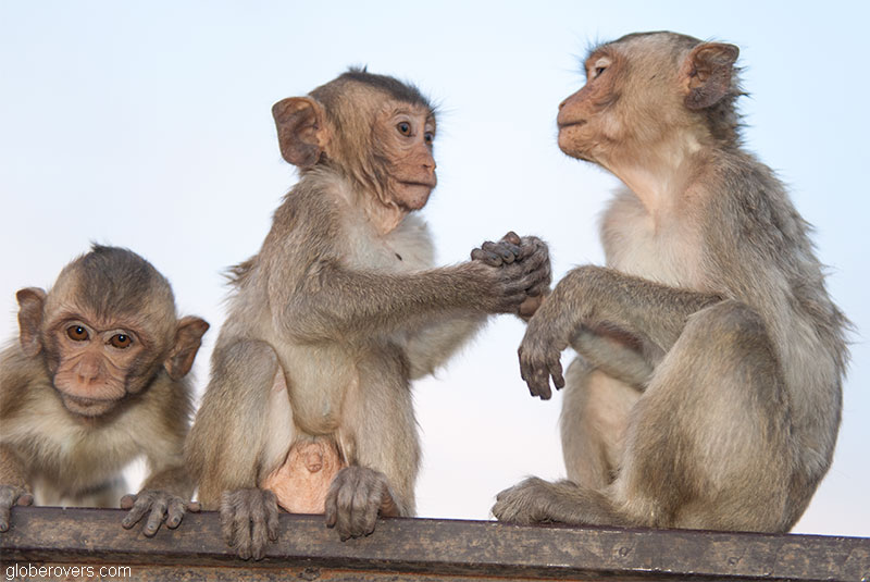 Thailand's Annual Monkey Buffet