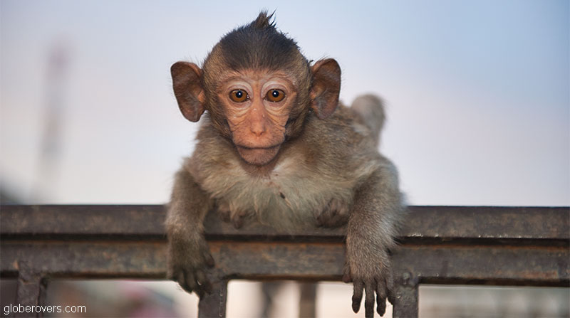 Thailand's Annual Monkey Buffet