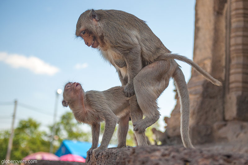 Thailand's Annual Monkey Buffet