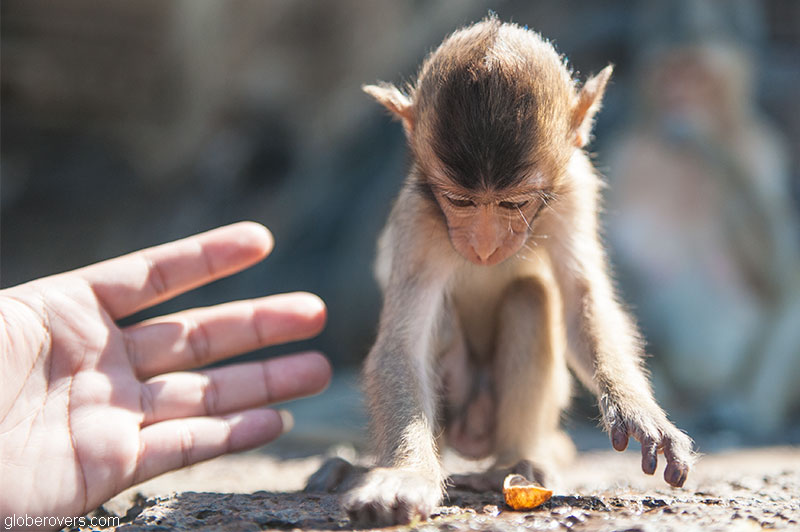 Thailand's Annual Monkey Buffet