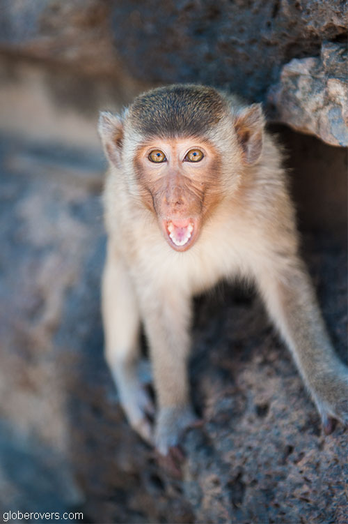 Thailand's Annual Monkey Buffet