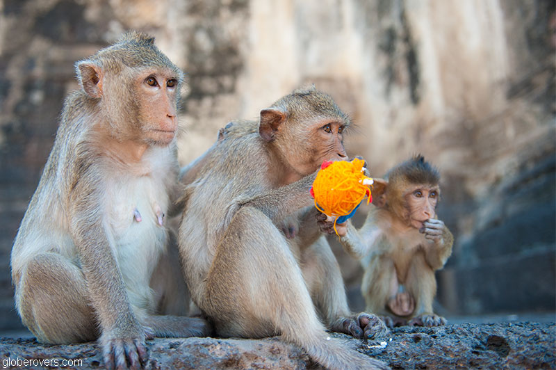 Thailand's Annual Monkey Buffet