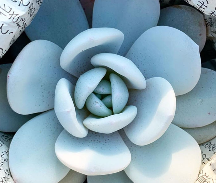 Echeveria laui