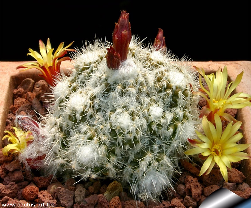 Balize Cacti - Eriosyce laui