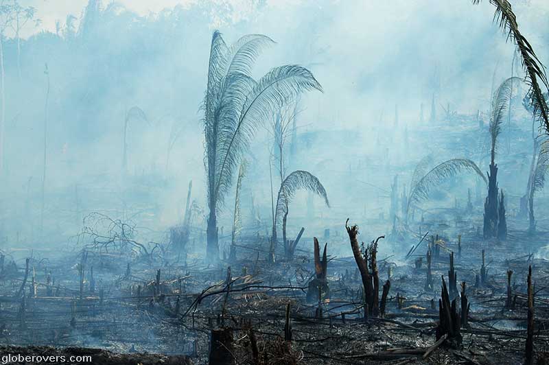 Slash and burn, Laguna village, Belize