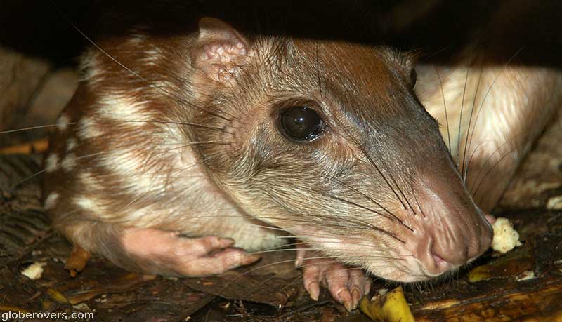 Paca, Gibnut, Laguna village, Belize