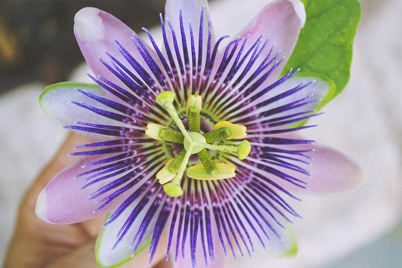 Passiflora - passion flowers or passion vines