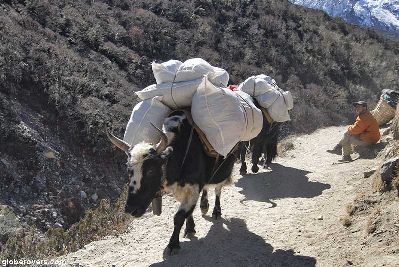 Yaks carry heavy loads in Nepal's Himalayas