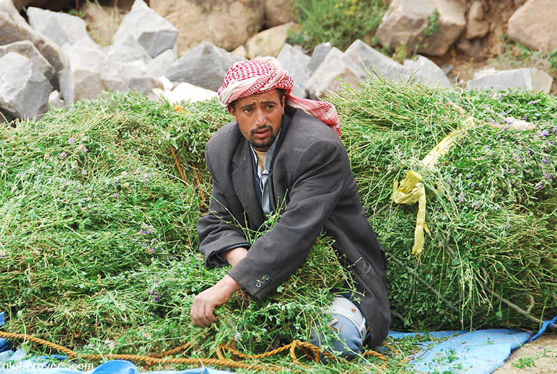 khat in Yemen
