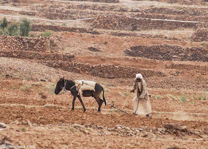 Ploughing with a donkey, Yemen
