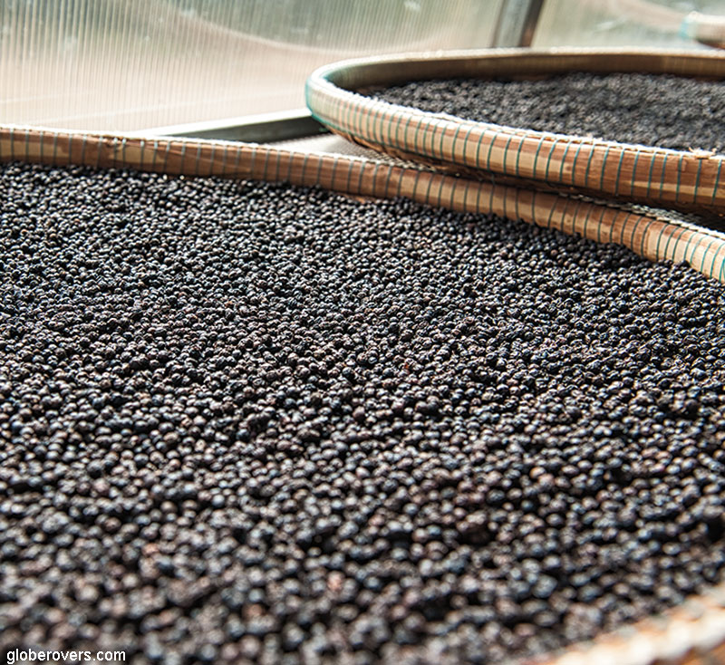 Sorting of peppercorns on a pepperfarm north of Kep, Cambodia