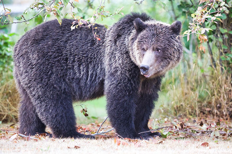 Bear, Bella Coola, Canada