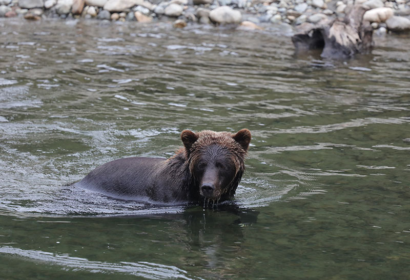 Grizzly bear cub, Bella Coola, Canada