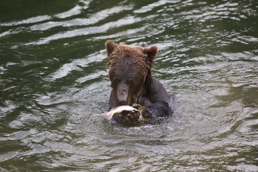 Grizzly bear cub. Bella Coola, Canada