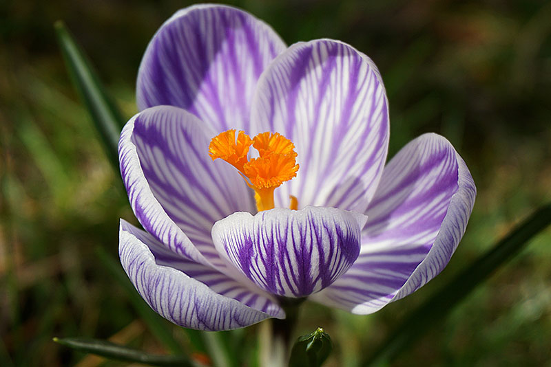 Iran saffron crocus