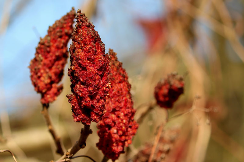 Iran Sumac