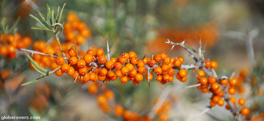 Common sea-buckthorn (Hippophae rhamnoides)