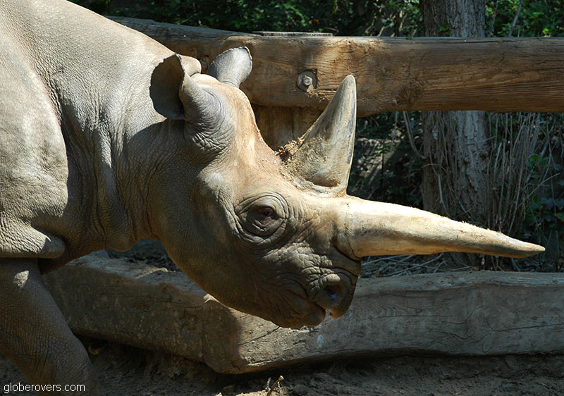 Black Rhinoceros, Berlin Zoo, Berlin, Germany
