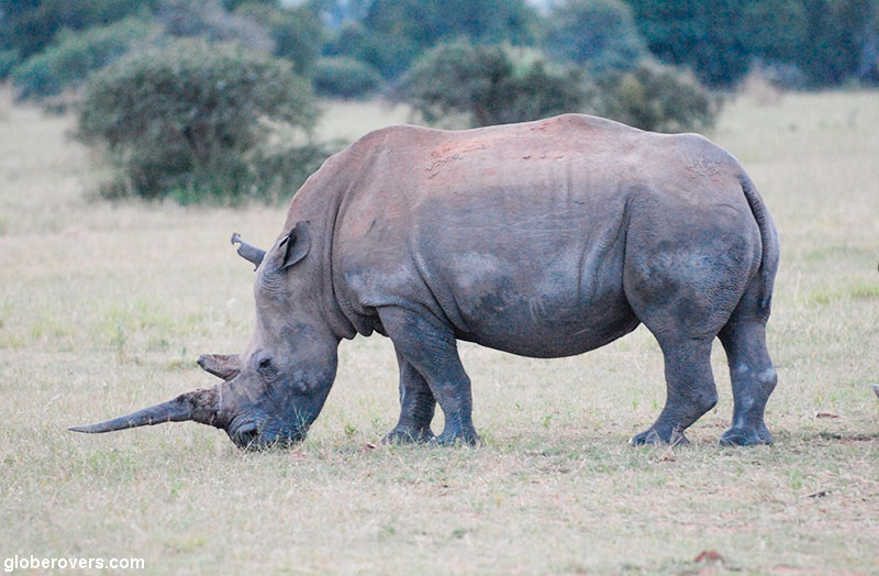 White Rhino, Mabula Private Reserve, SOUTH AFRICA