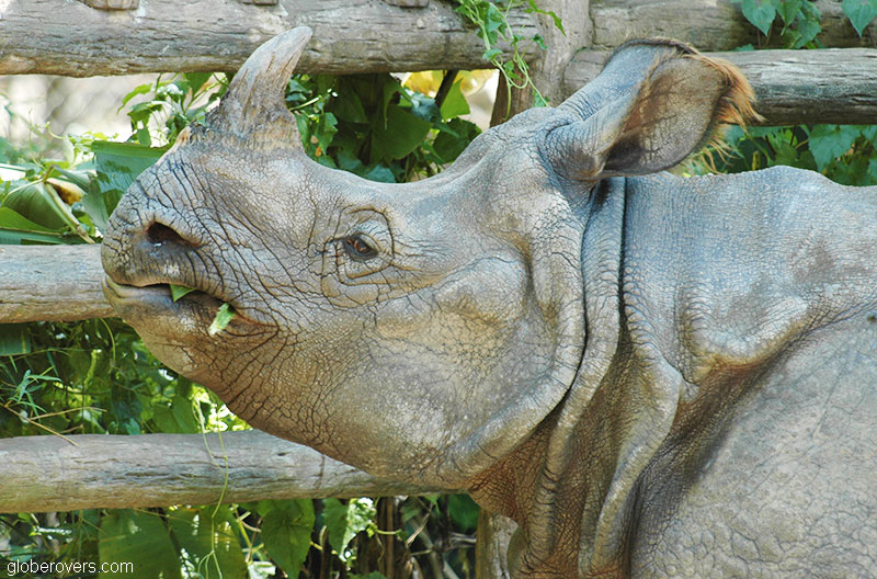 Great Indian Rhinoceros, Zoo, Chiang Mai, Northern Thailand
