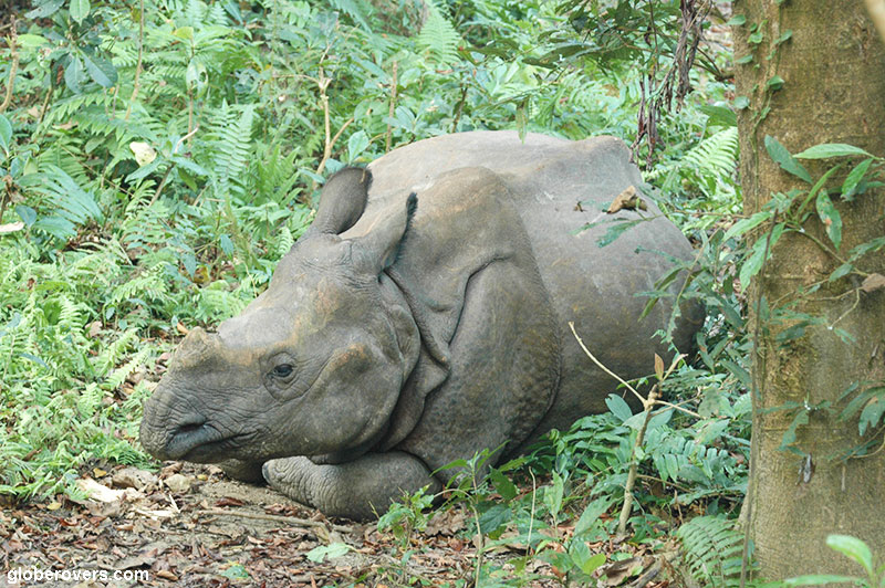Indian Rhino, Chitwan National Park, Nepal