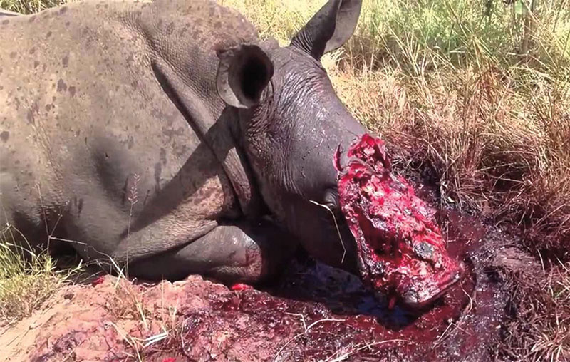 Save the rhino from poaching