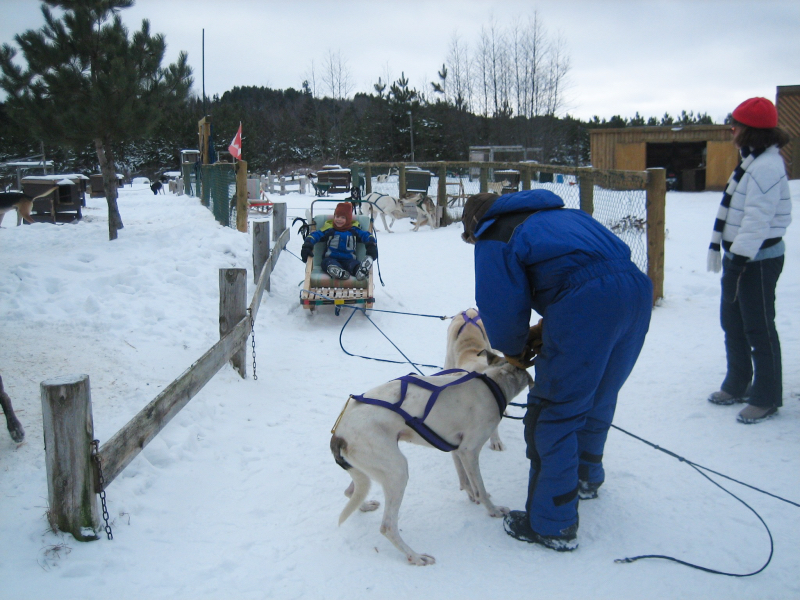 Dog Sledding, Quebec, Canada
