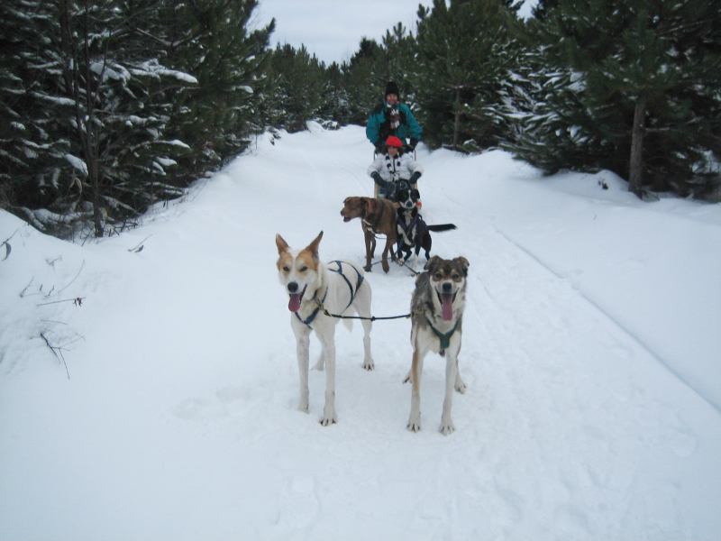 Dog Sledding, Quebec, Canada