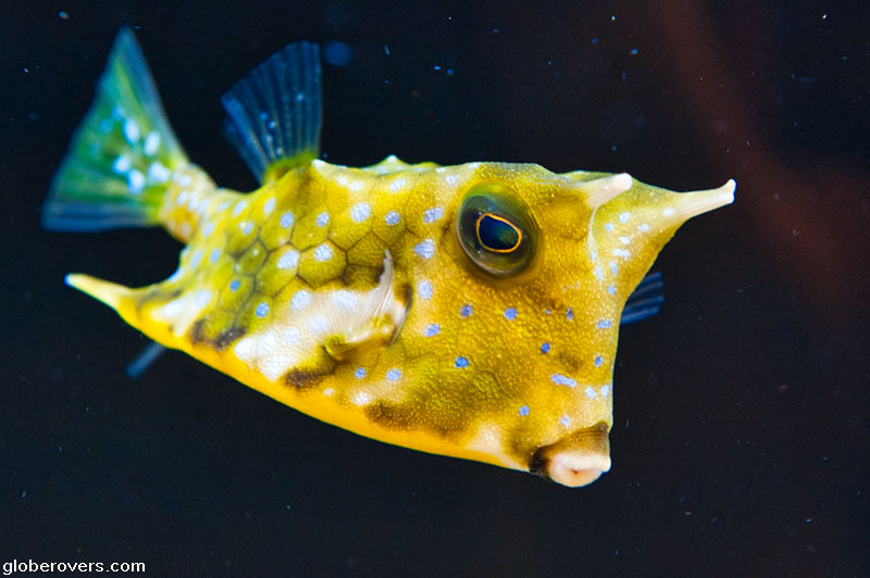 Longhorn cowfish, Oga Aquarium GAO, Oga Peninsula, Tohoku Region, Japan