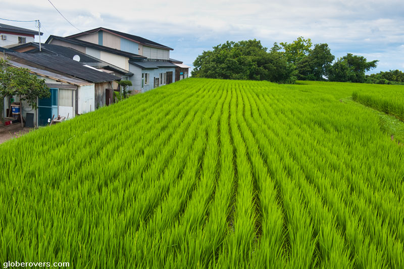 Rice fields, Oga Peninsula, Tohoku Region, Japan
