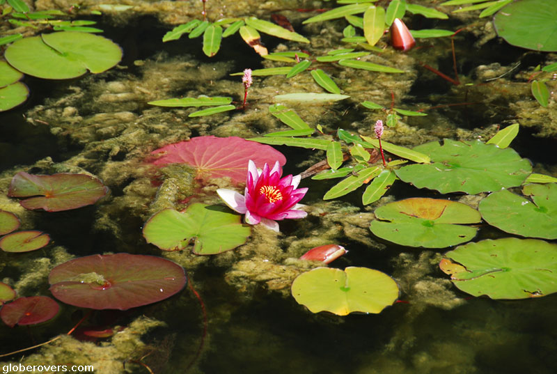 Water Lilies on Lake Galve, Trakai, Lithuania