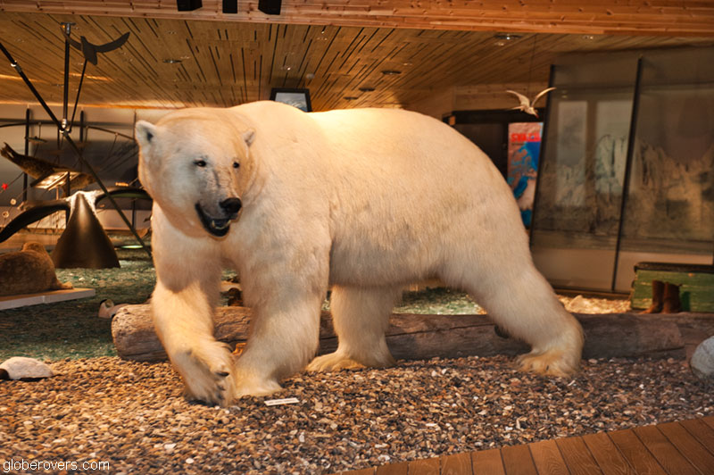 Svalbard-Norway-polar-bear