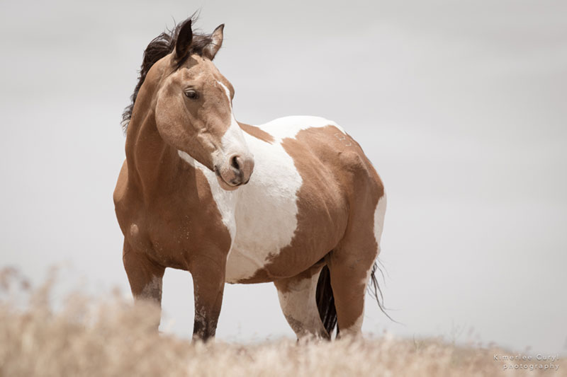 American Wild Horse Campaign