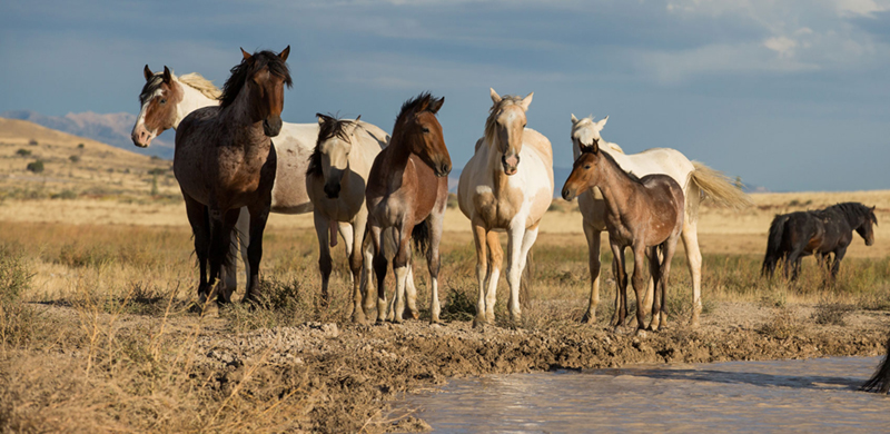 American Wild Horse Campaign