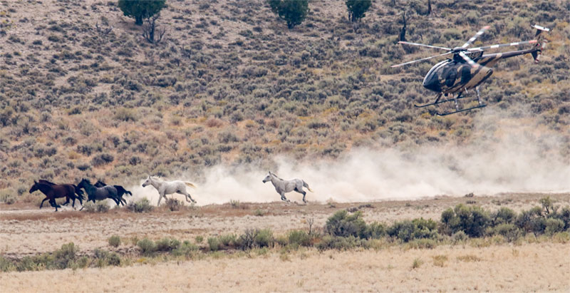 American Wild Horse Campaign