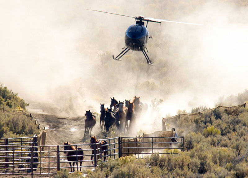 American Wild Horse Campaign