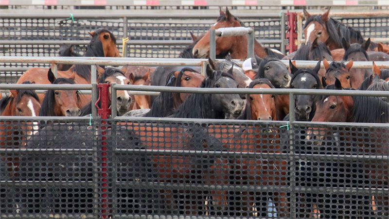 American Wild Horse Campaign