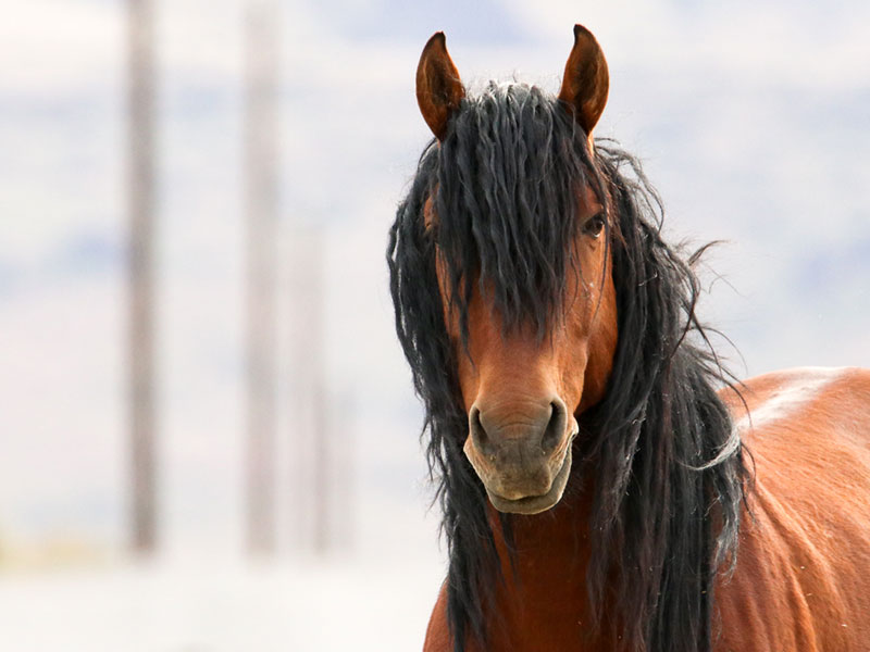 American Wild Horse Campaign