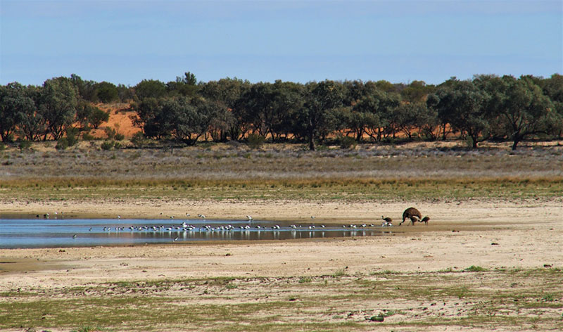 Birds drinking at Cobham Lake en route to Tibooburra, Australia