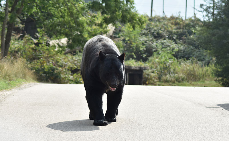 Covid Bear in streets