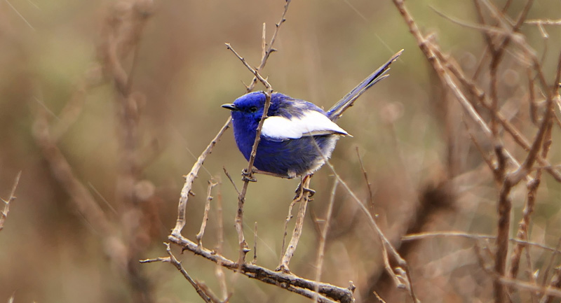 South Australia Gawler Ranges