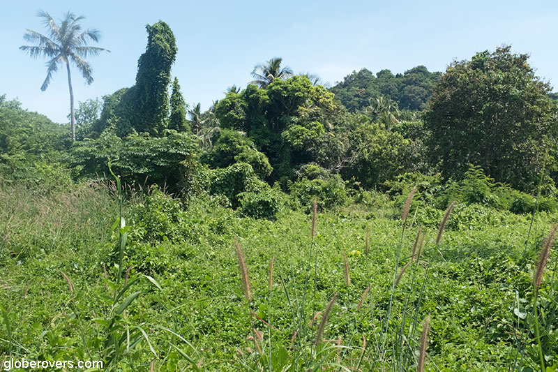 Jungle of Tonsay Island, Cambodia