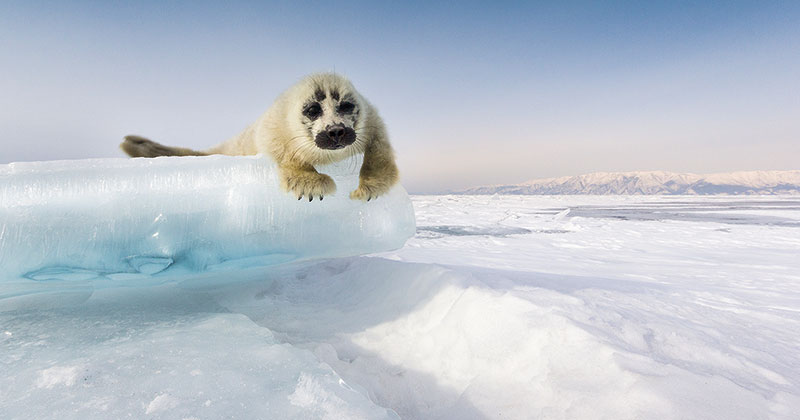 Seal, Lake Baikal, Siberia, Russia