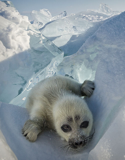 Seal, Lake Baikal, Siberia, Russia