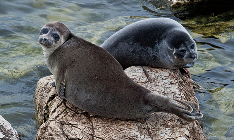 Seal, Lake Baikal, Siberia, Russia