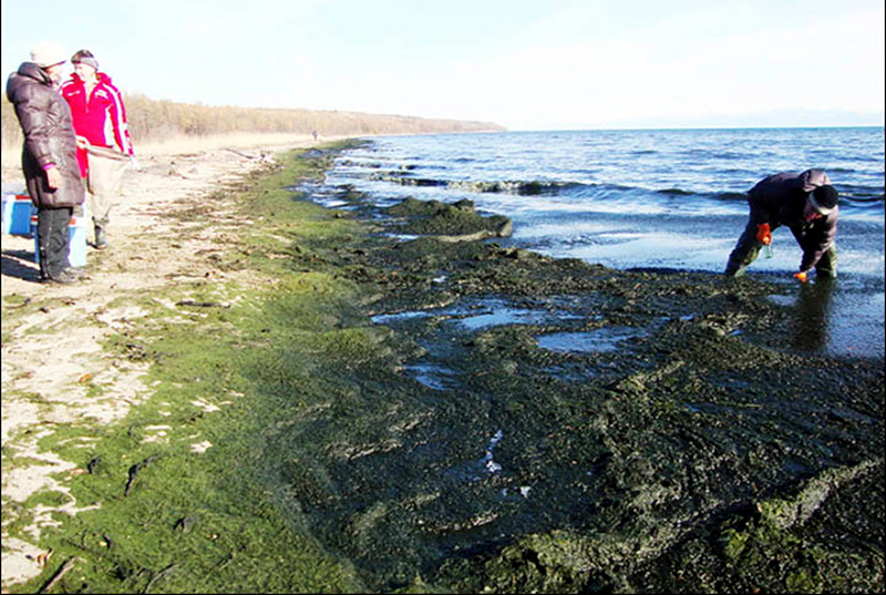 Russia-Siberia-Lake-Baikal-algae