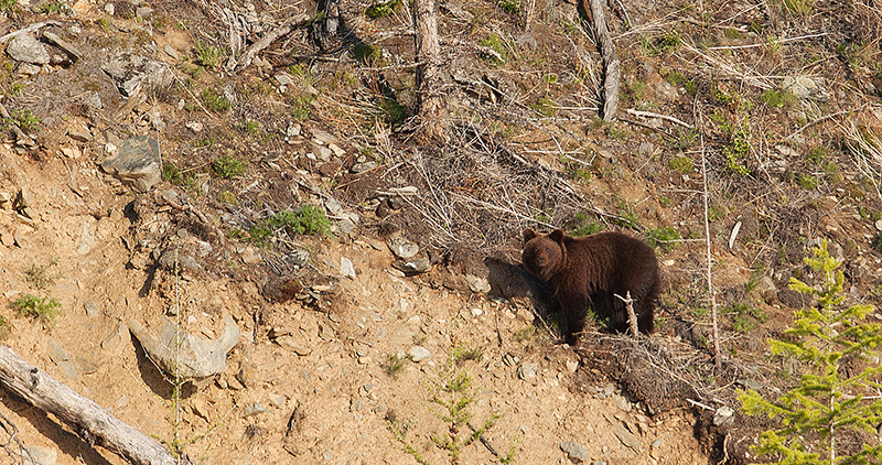 Bear, Lake Baikal, Siberia, Russia