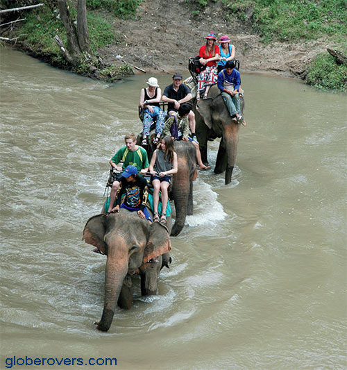 Torture of elephants
