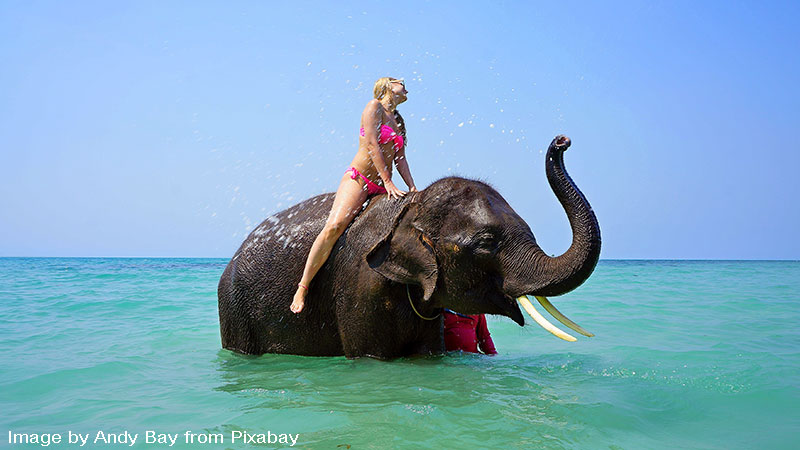 Torture of elephants