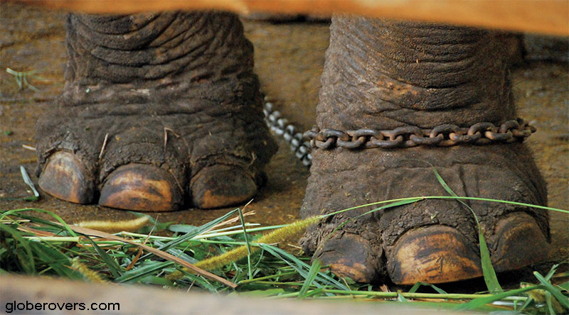 Torturous Tourism - Torture of elephants